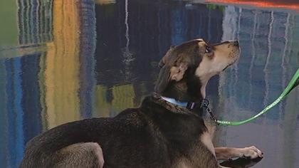 Meet Mercedes: Our Pet of the Day