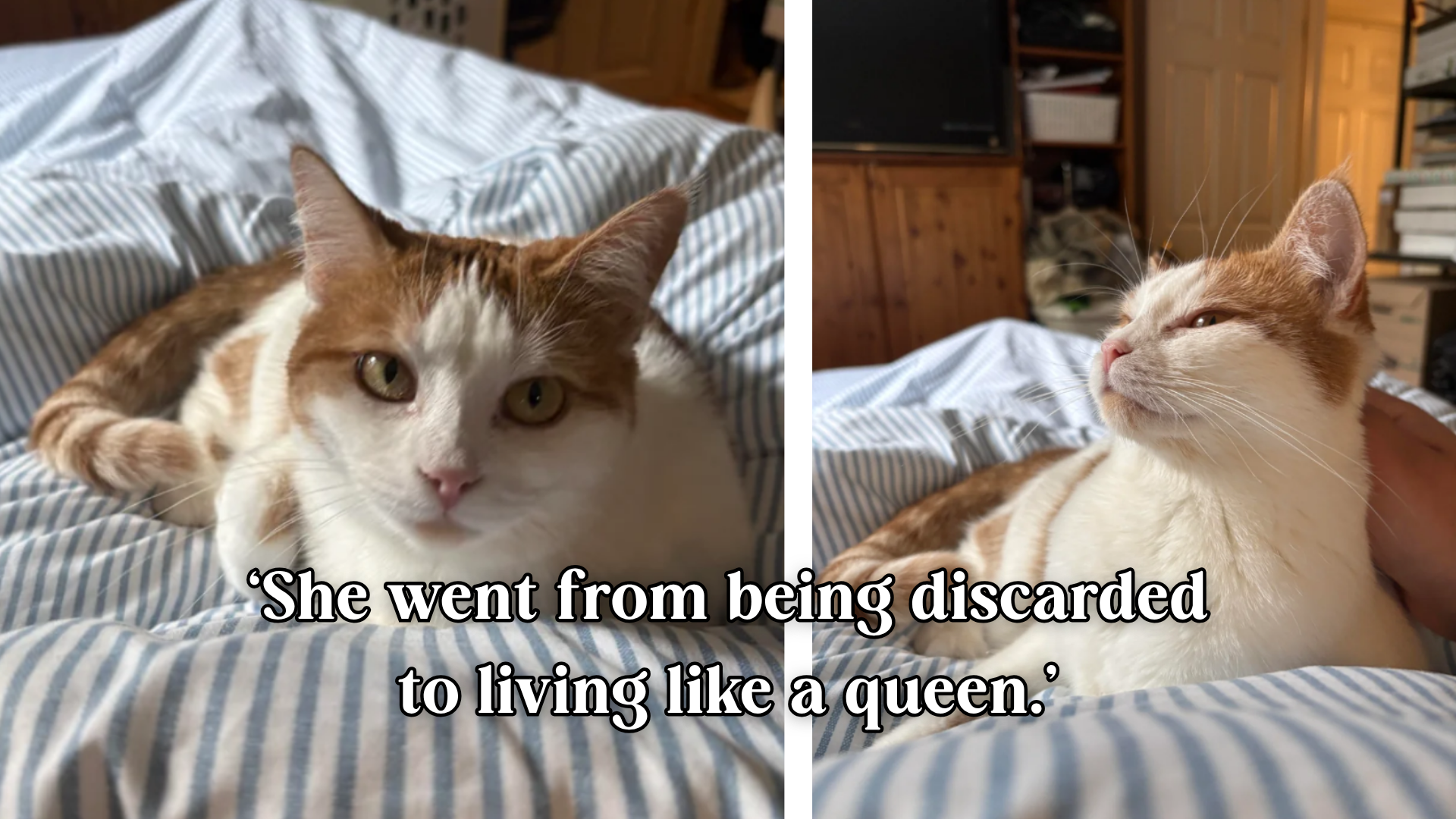 Family with three cats already at home finds a defenseless kitten cornered by their neighbor's dogs in a rusty shed; two years later, Baby runs the entire household.