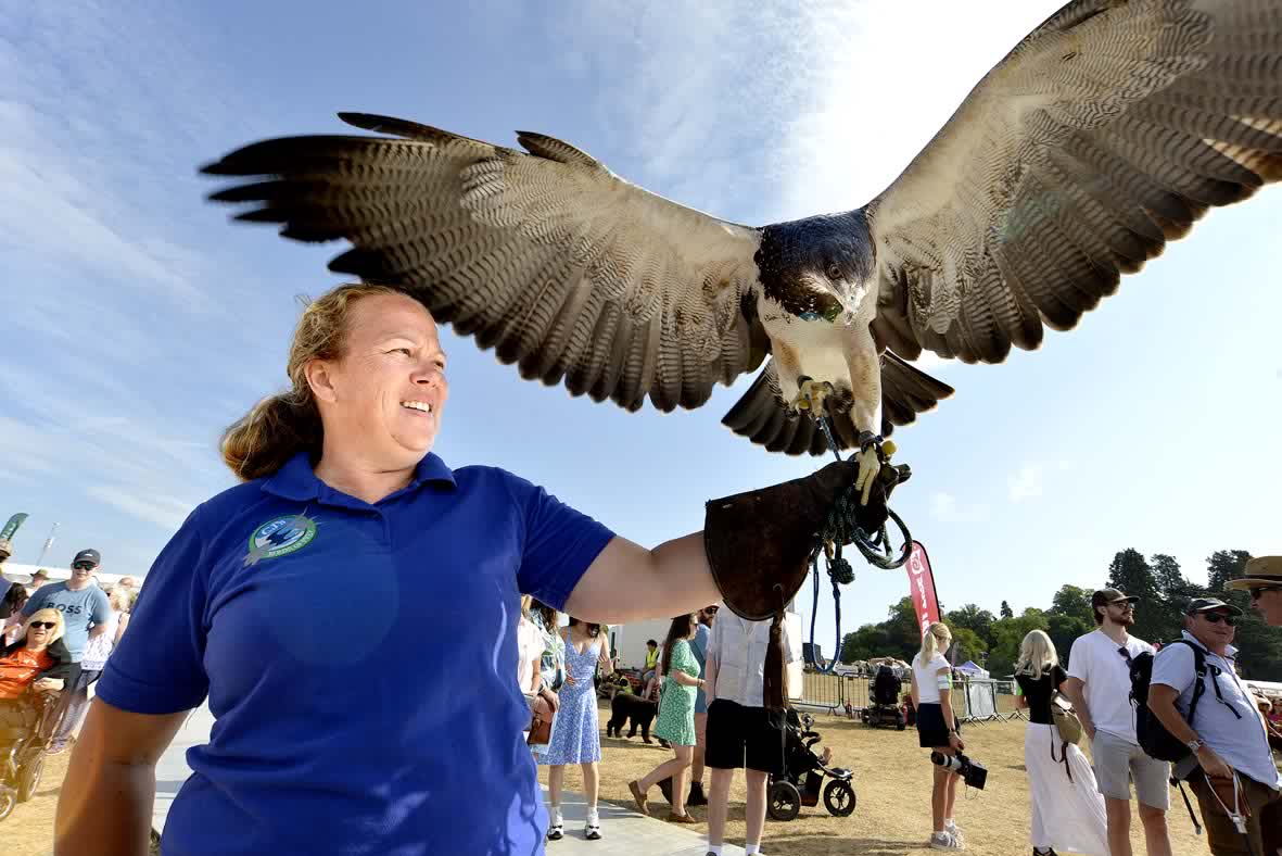 PICTURE SPECIAL - Game Fair attracts thousands to Ragley Hall