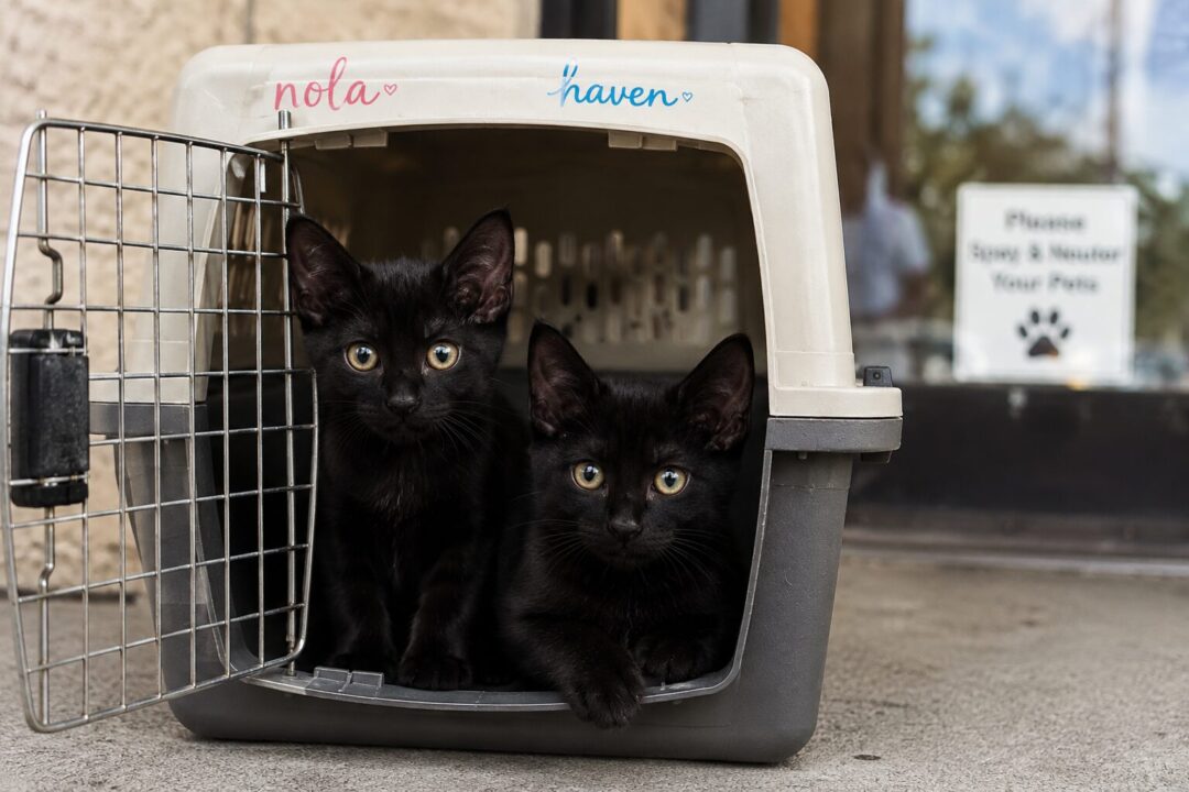 Kitten Killer Posted Bail, Free To Torture Again Because California Law Calls the Crime “Nonviolent”