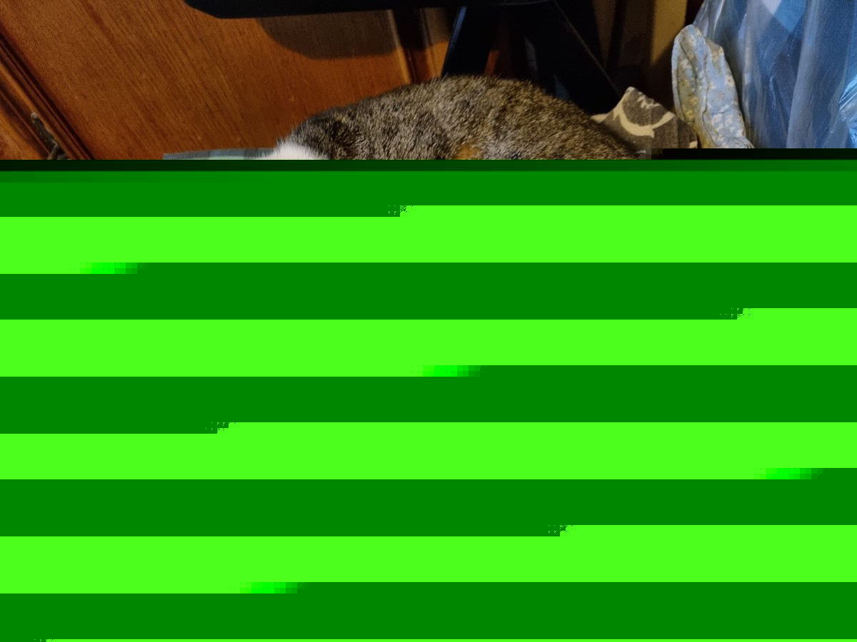 Auguri a-mici! L’8 agosto, si celebra la Giornata Internazionale del Gatto