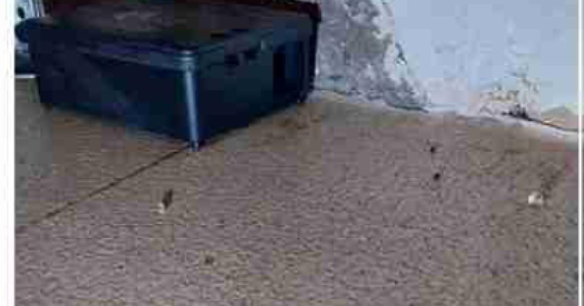 Mouse droppings found during inspection at Oxford Chinese restaurant