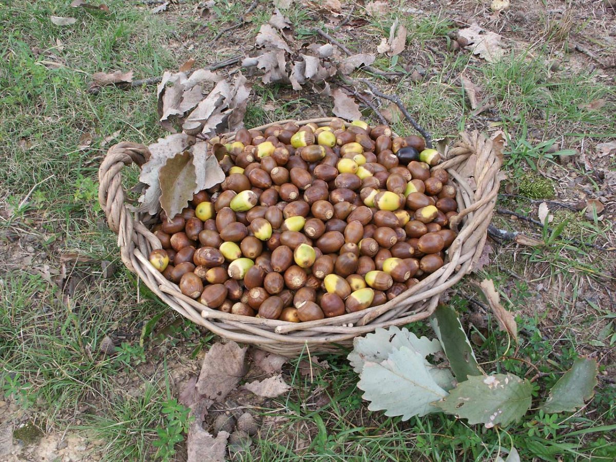 Here’s How to Forage and Eat Acorns, the ‘Bread of the Woods’