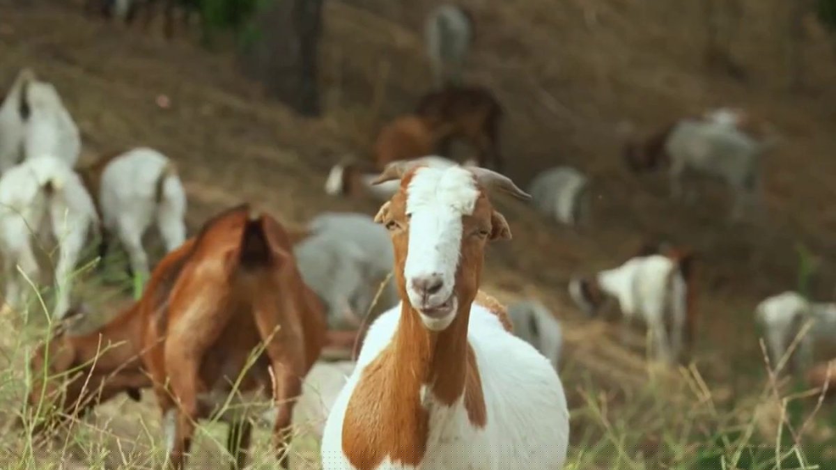 Goats are brush clearance stars on the Universal Studios Lot