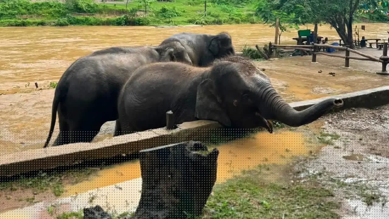 Chiang Mai Elephant Village Moves Animals to High Ground as River Waters Rise Fast