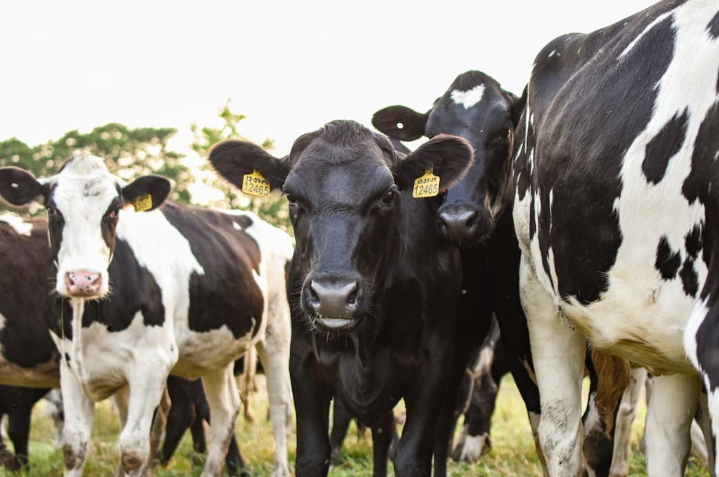 Concern among farmers as China closes off market to Irish beef following bluetongue outbreak in county Wexford