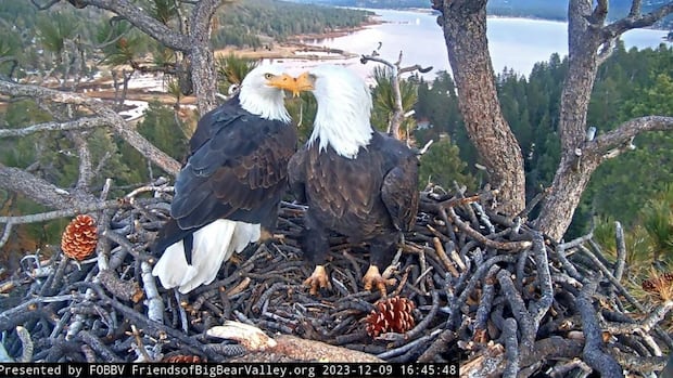 Jackie, the bald eagle who won hearts over livestream, has died at age 14