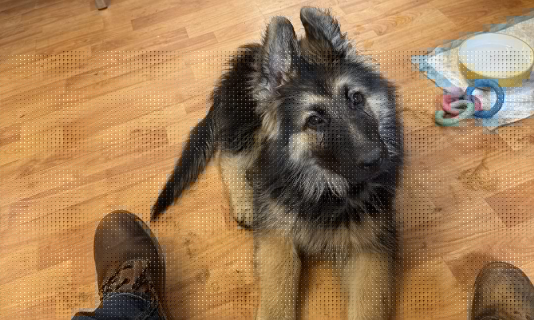 Macduff puppy escapes serious injury after ‘being struck by pickup truck’
