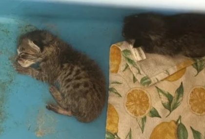 Teacher apologises for feeding sick LIVE kitten to snake in class before telling students ‘you can’t save them all’