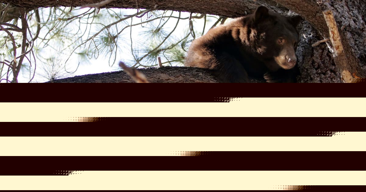 Black bears invade Lake Tahoe homes as break-ins surge and locals fortify defenses