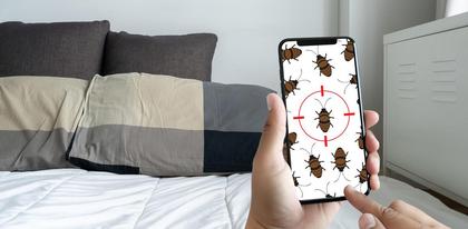 Why Are Bed Bugs Making A Comeback In America?