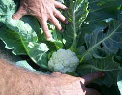 Innovación agrícola: UBPC vivero de Alamar produce 350 toneladas anuales con tecnología orgánica sostenible