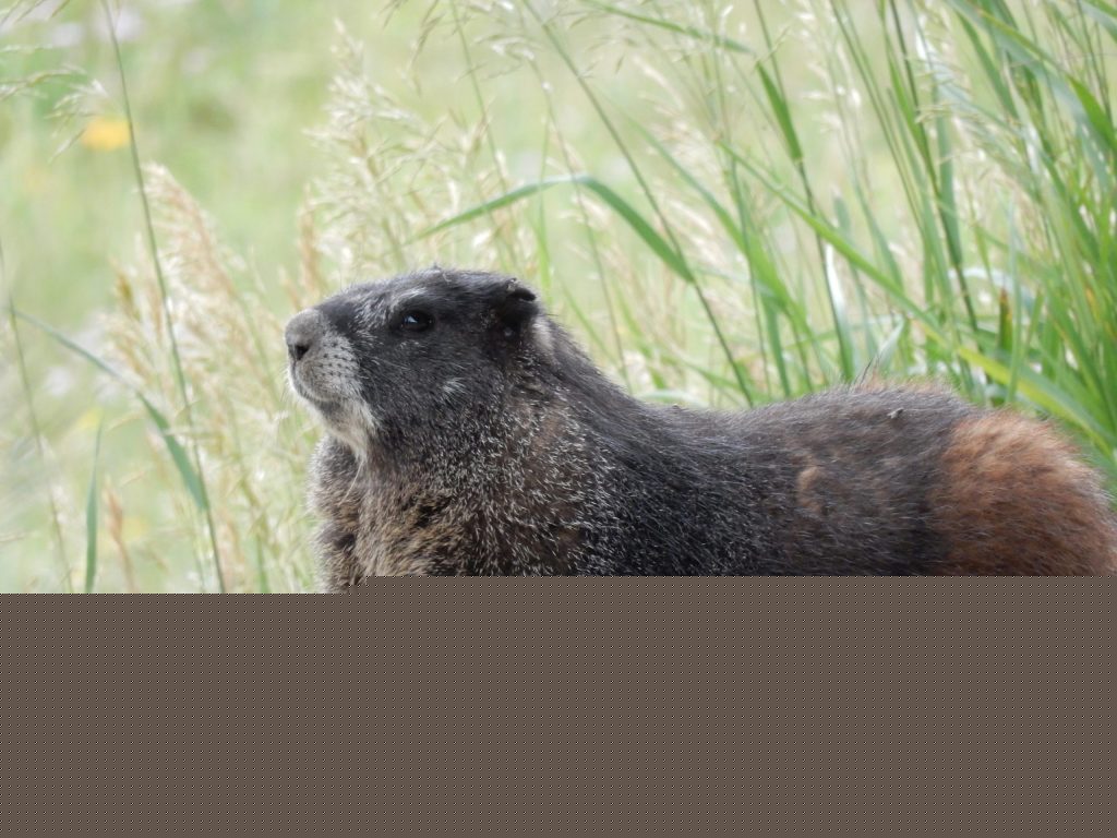 Colorado’s first-ever ‘Fat Marmot Week’ aims to raise awareness for the charismatic, whistling mammals