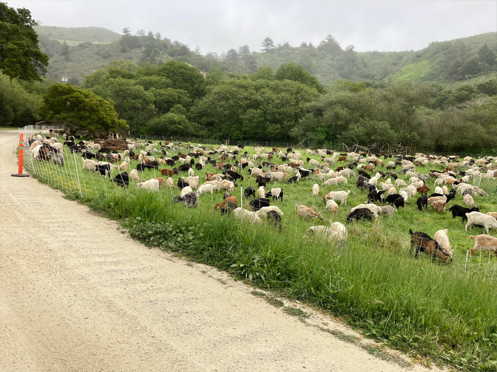 2025 Homeland | Goat Green: Taking on wildfires, weeds, and wastelands