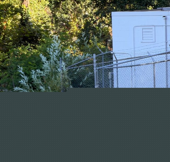 Comment on WEST SEATTLE COYOTES: More daytime sightings by Rob