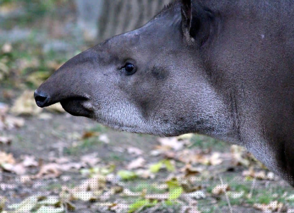 The Majestic Tapir: Belize’s National Animal and Cultural Symbol