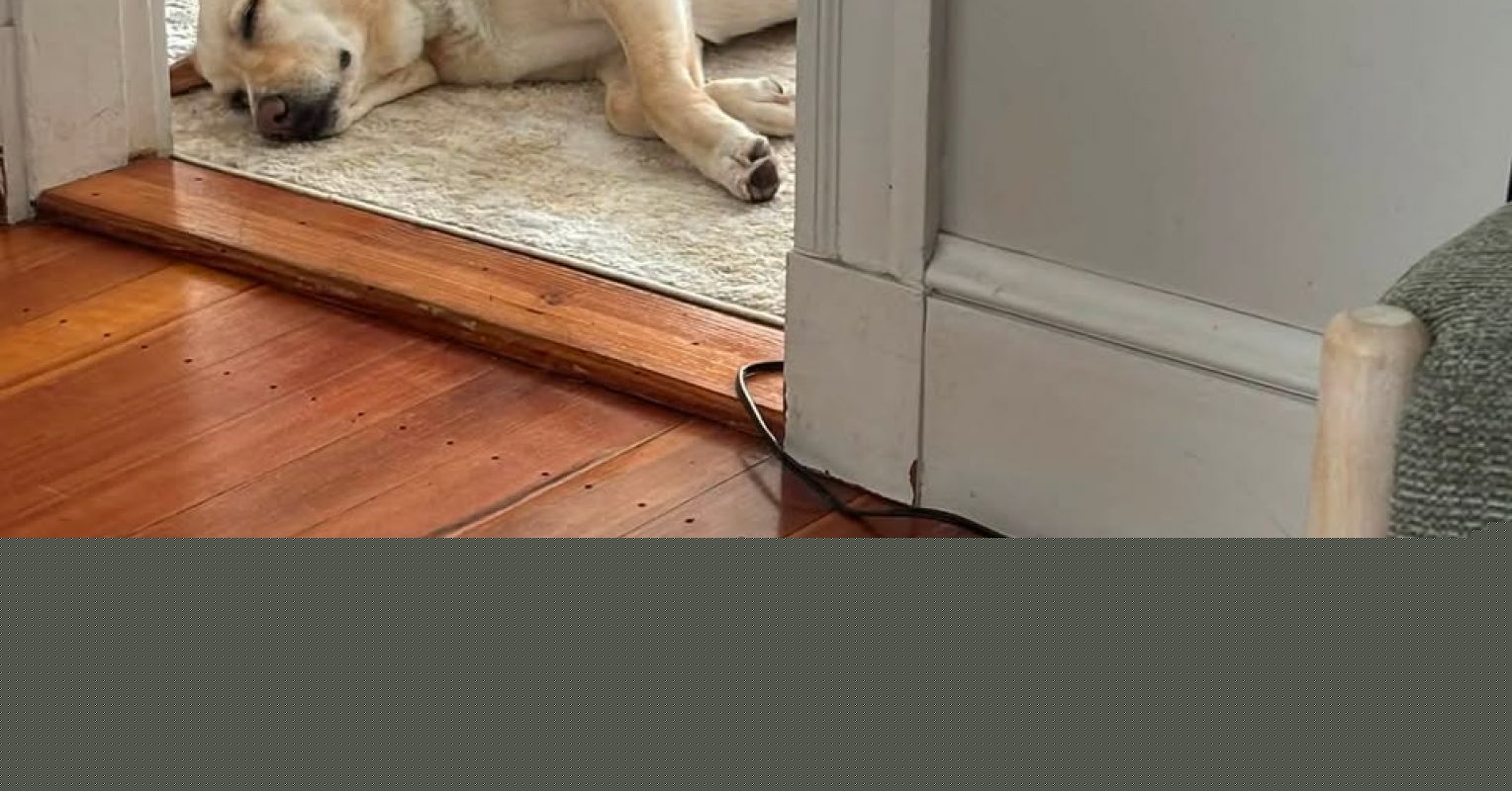 When in Doubt, Cry (or Bark) It Out