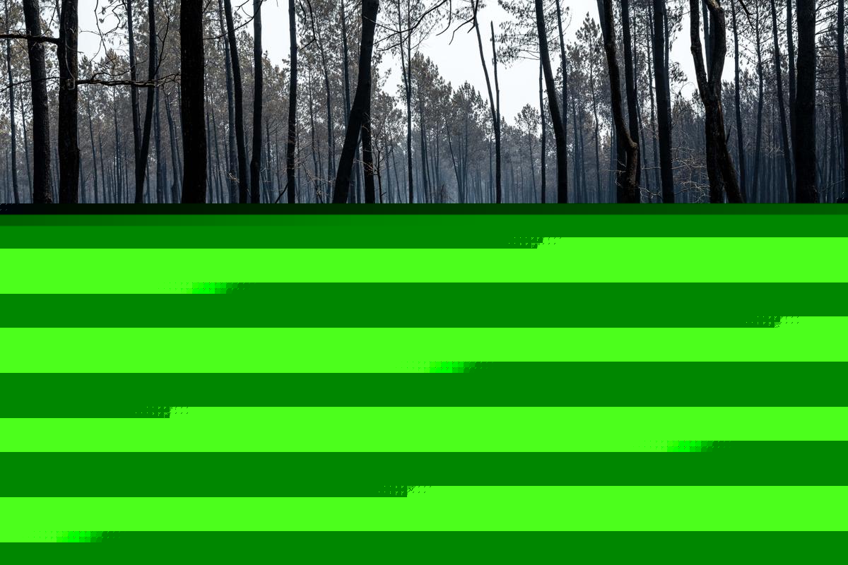 Risque de feux de forêt : la Gironde de nouveau en vigilance rouge