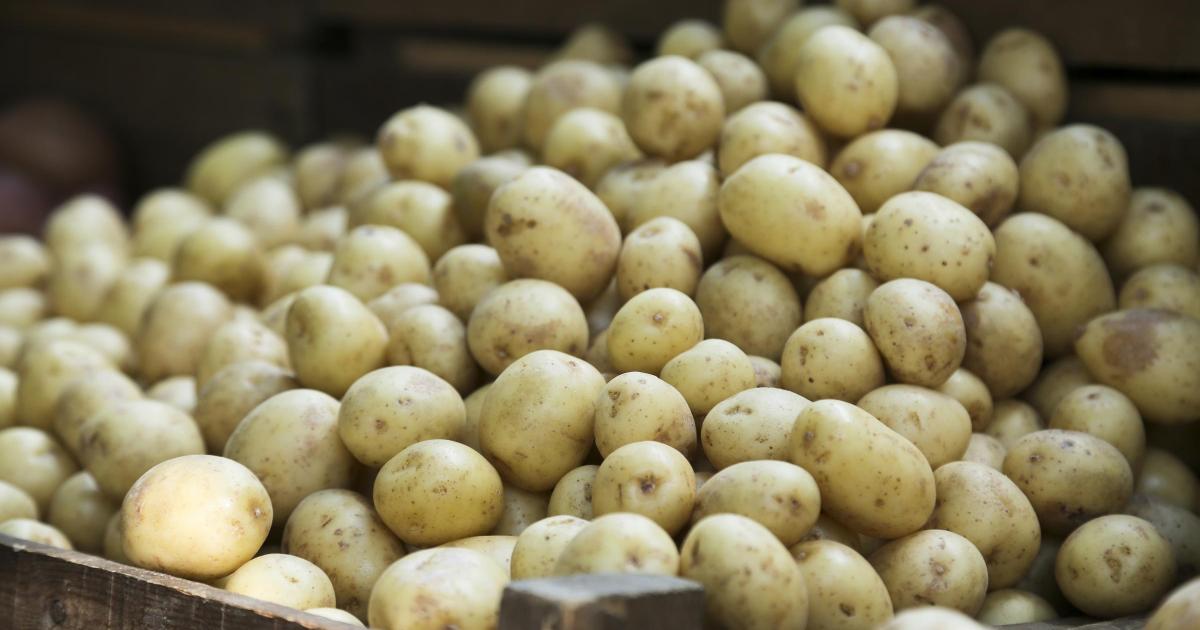 How Canada’s potato industry balances recovery risk and resilience