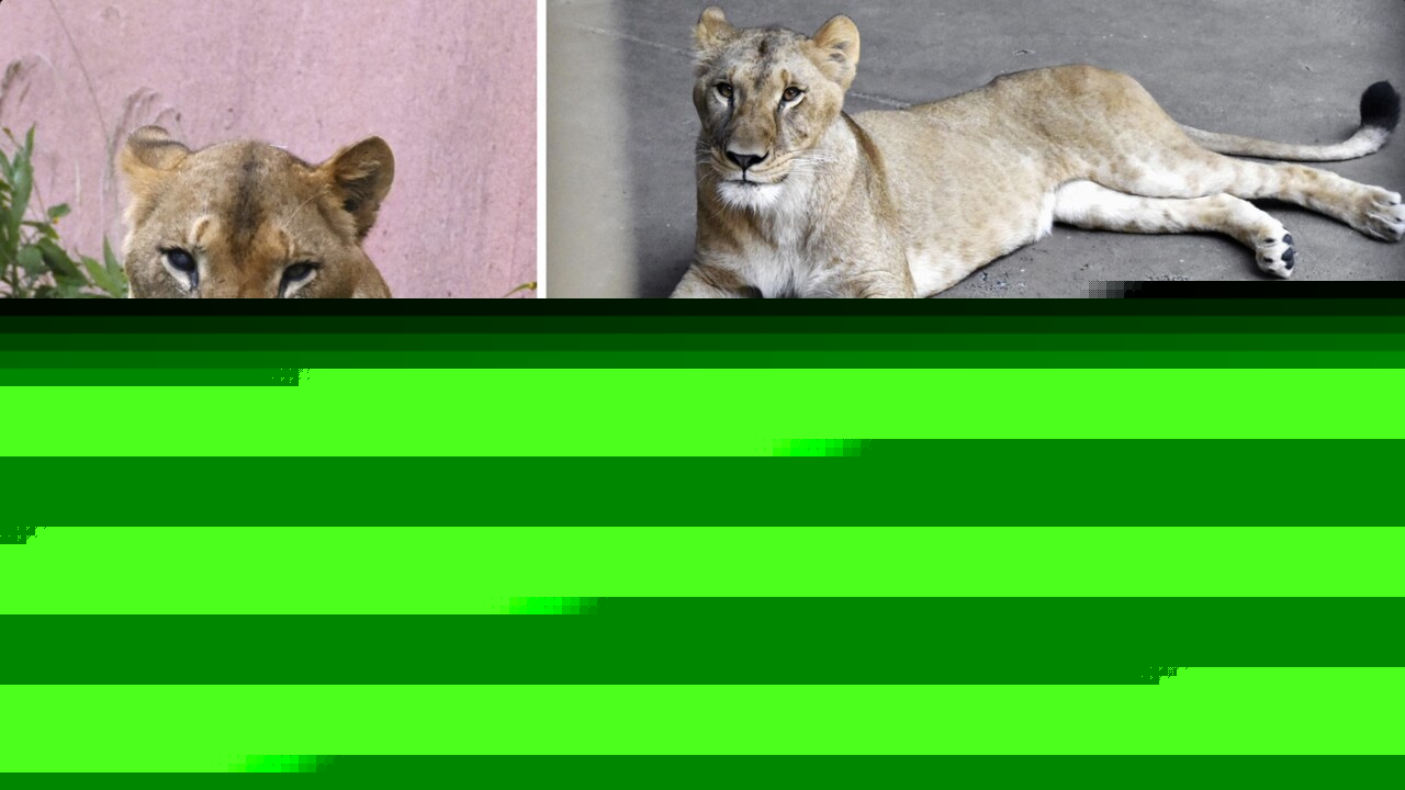 Caldo record allo zoo di Tokyo, altri tre leoni gravi
