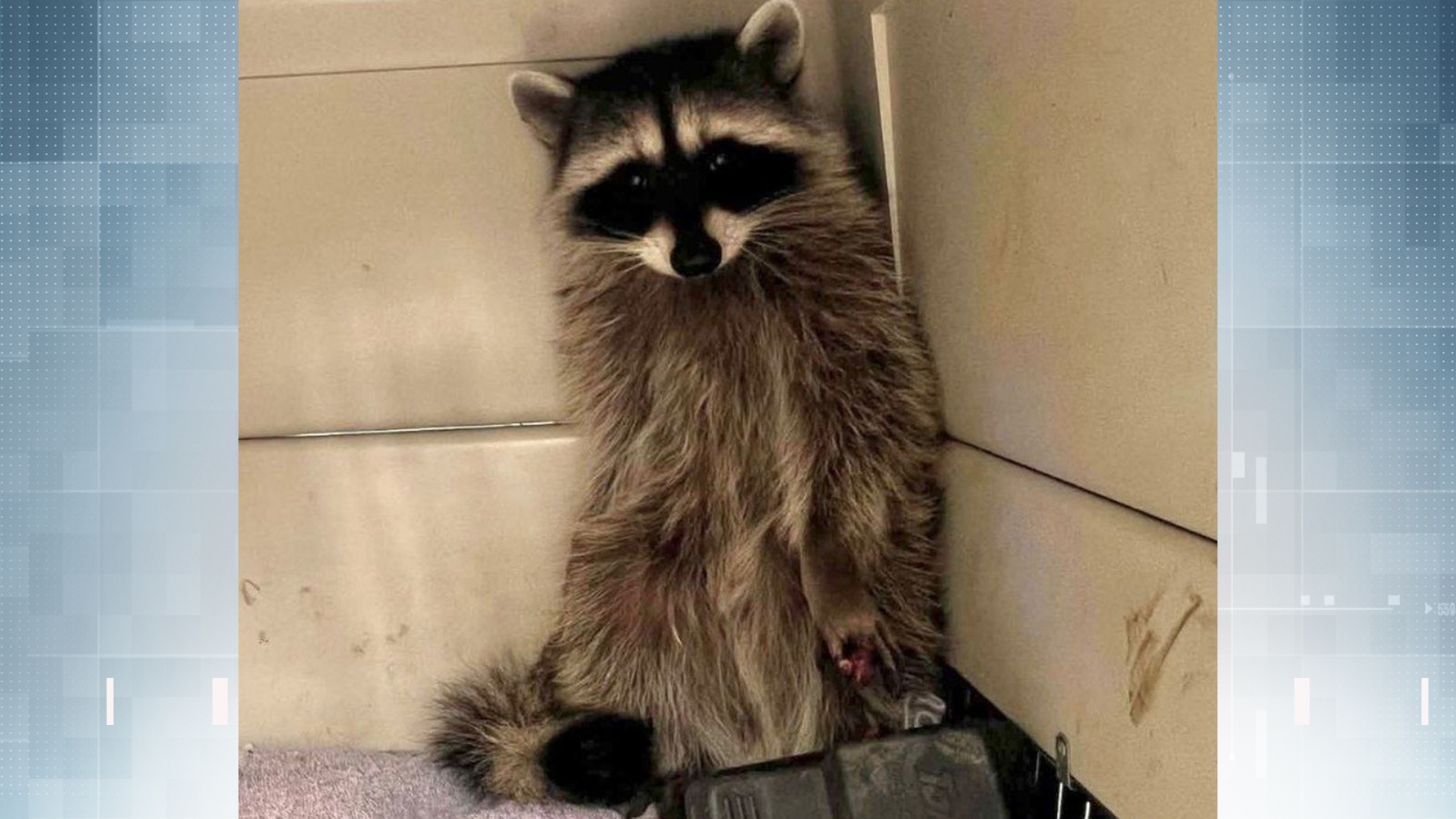 Delta raccoon latest victim in rising wildlife maimed by outdoor rat traps