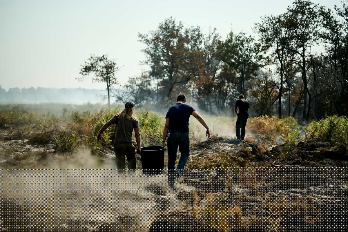 Mégafeu en Gironde : jusqu’à cinq millions de tonnes de pins brûlés vont devoir être abattues et évacuées pour sauver la forêt