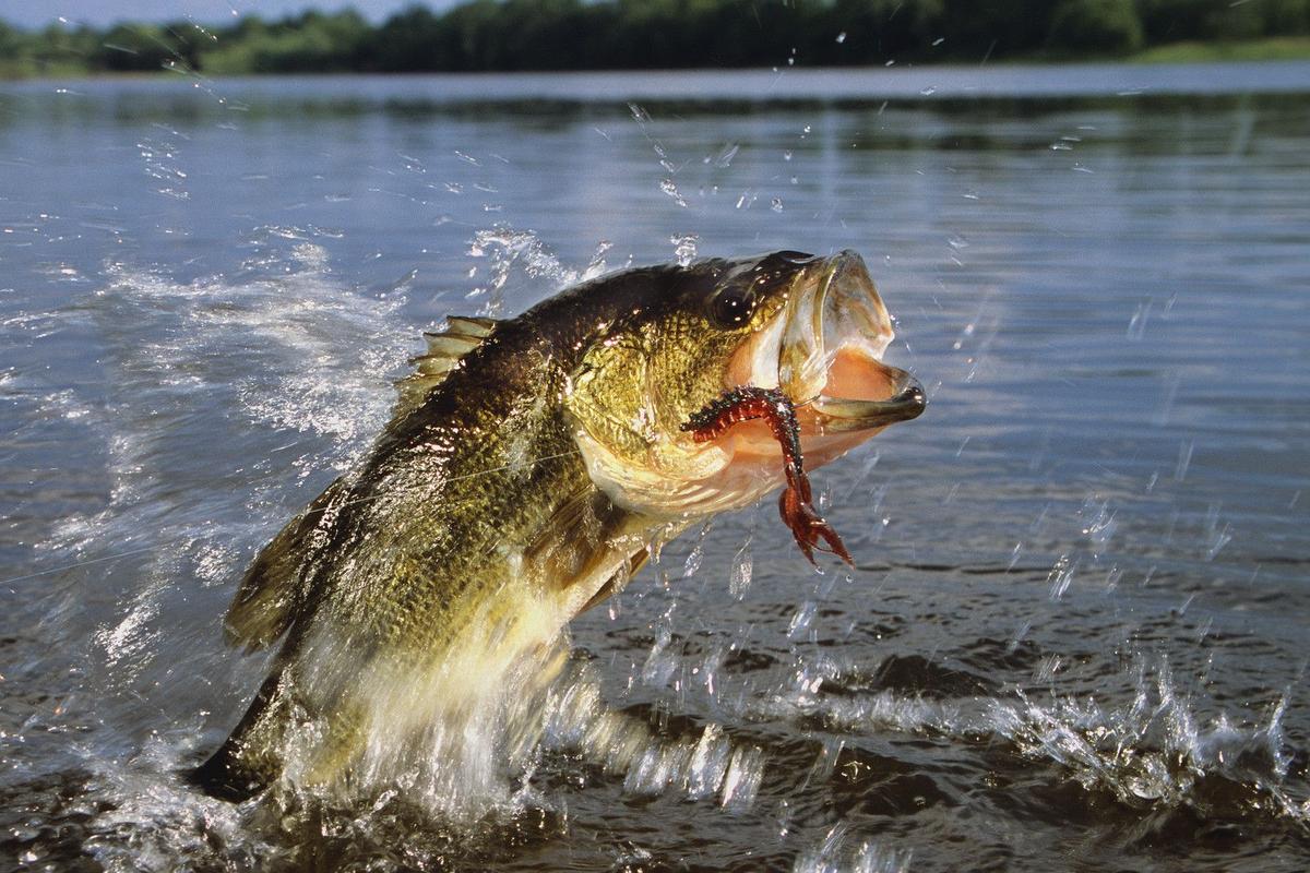 Don’t Miss the Action: MLF Summit Cup to Air Live from Shreveport-Bossier
