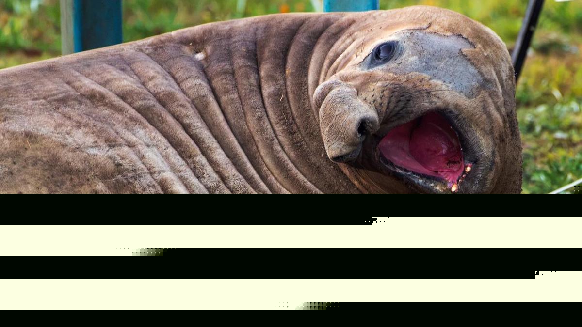 Neil the seal's beachside visit and damage bill tallied