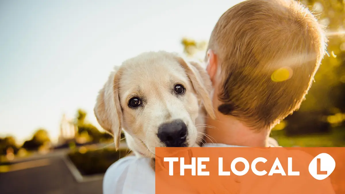 Dog tax and insurance: What are Austria's rules for owning pets?