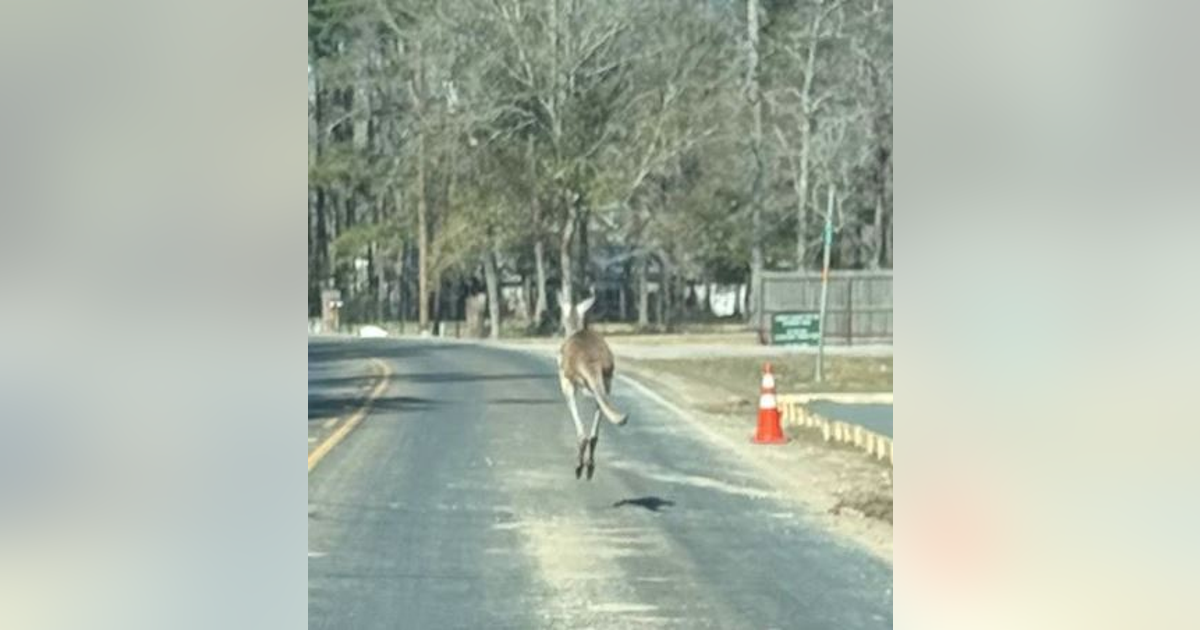 Cleveland police corral escaped kangaroo with help from Good Samaritans