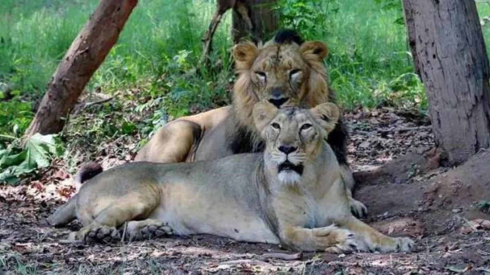 Gujarat: 122% hike in assistance for scaffolding platforms to protect crops from lions