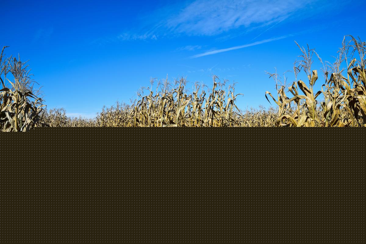One of America’s Best Corn Mazes Is Right Here in Minnesota