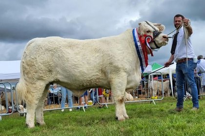 Impressive selection features in Goldstar Charolais production sale