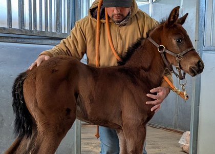 First Foal for Multiple Graded Winner Brickyard Ride is a Filly