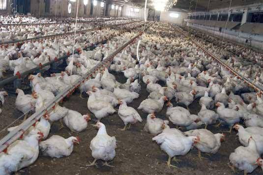 Meglio il pollo con pelle bianca o gialla? L'allevatore sfata un falso mito