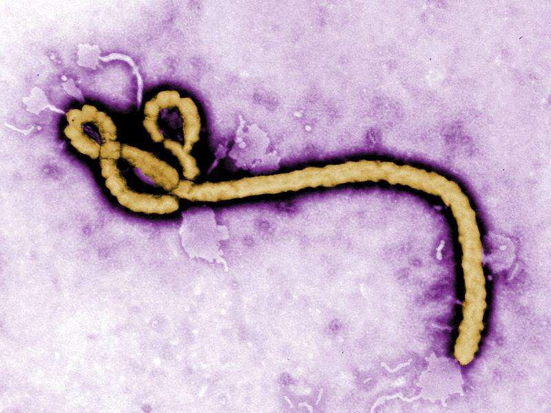 WHO wants probe into possible Ebola mutation