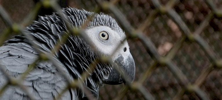 Before the cage: tackling African grey parrot trafficking from forests to buyers