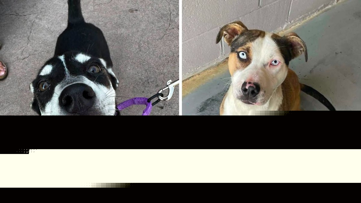 This Milton, NY Animal Rescue Wants Your Old Shoes, Here's Why