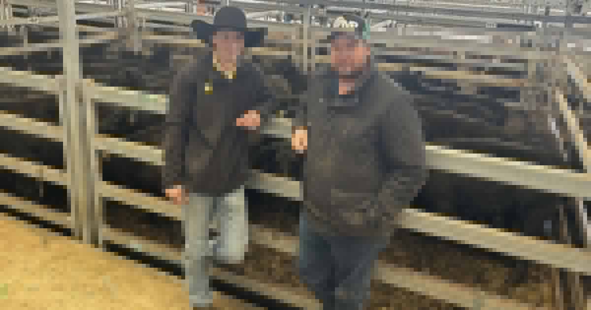 Store cattle prices come off the boil at Wodonga after an influx of numbers