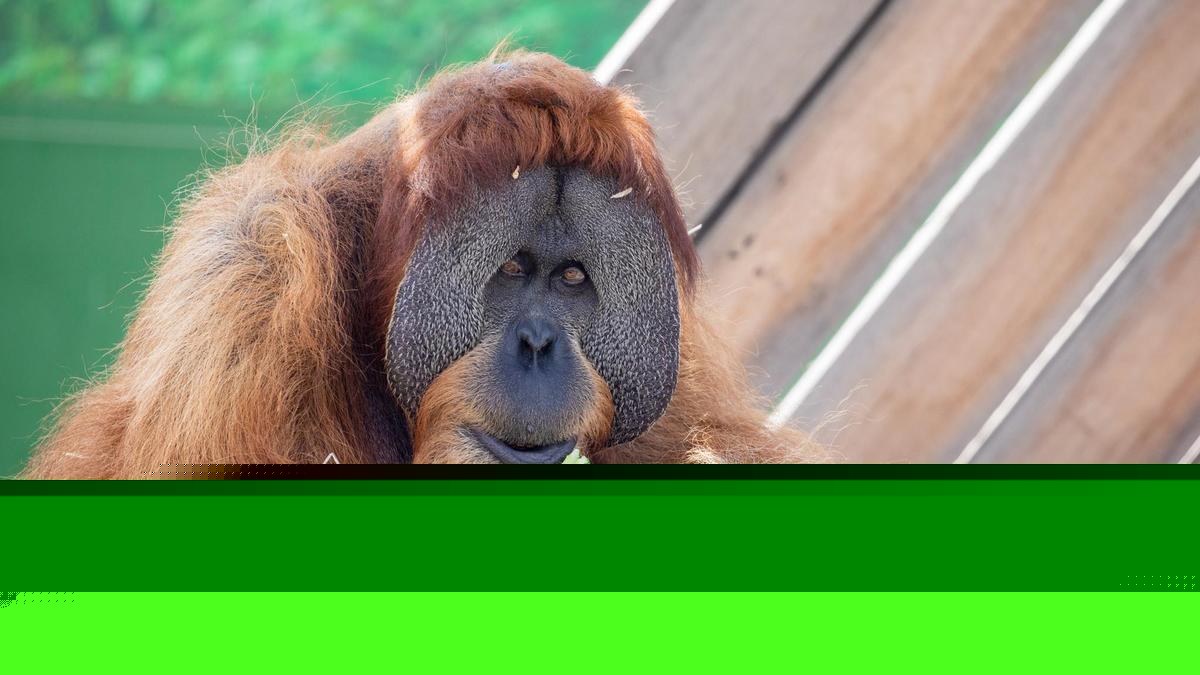 Santan the orangutan climbing again after groundbreaking surgery at Sydney Zoo