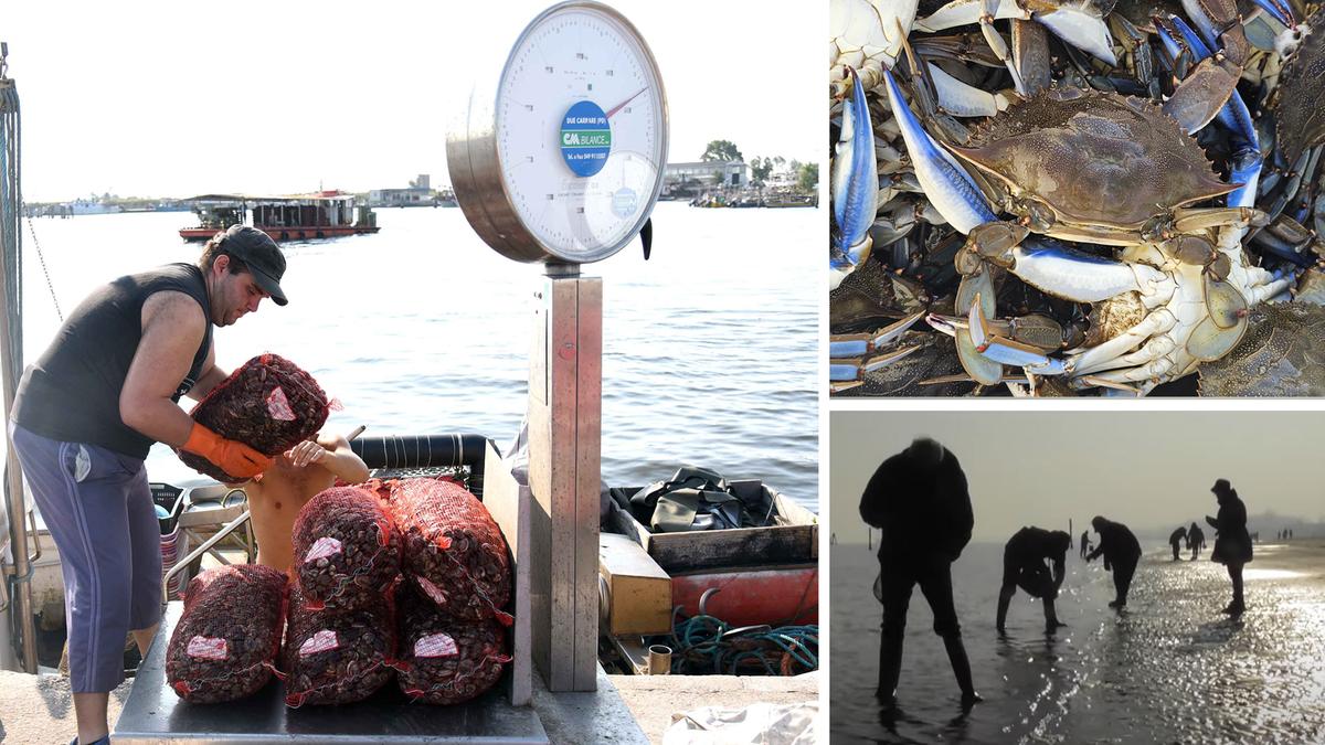 “Manca ossigeno in mare, moria di vongole”. Di notte in spiaggia, mercato nero dei granchi