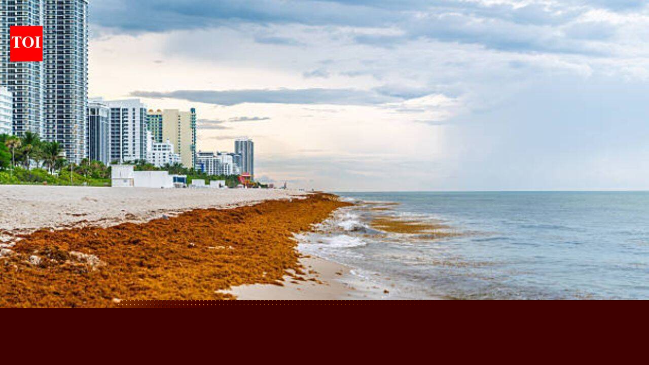 Mexico cleaned 100K+ tons of sargassum in 2026, but the seaweed crisis is now threatening its tourism