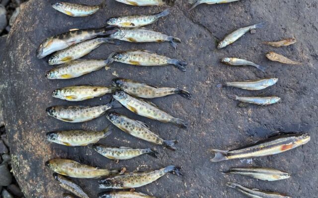Thousands of fish may have died in Penobscot River dam shutdown