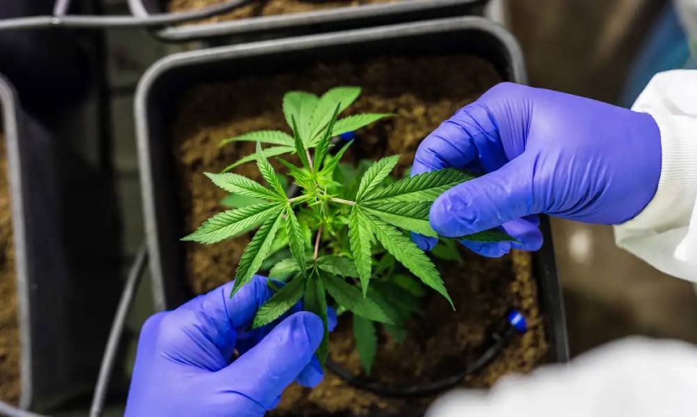 Anvisa aprova novas regras para cultivo e uso de cannabis medicinal