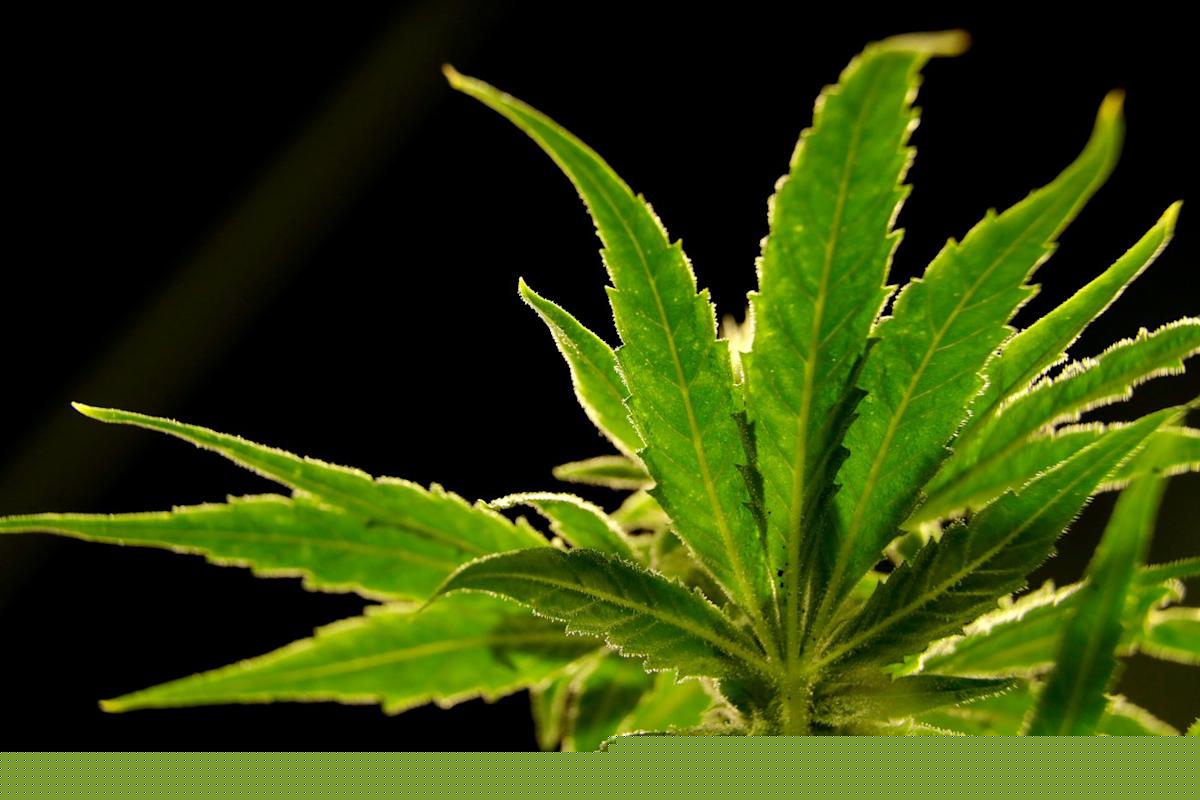 A drug made from marijuana reduced back pain in a large study