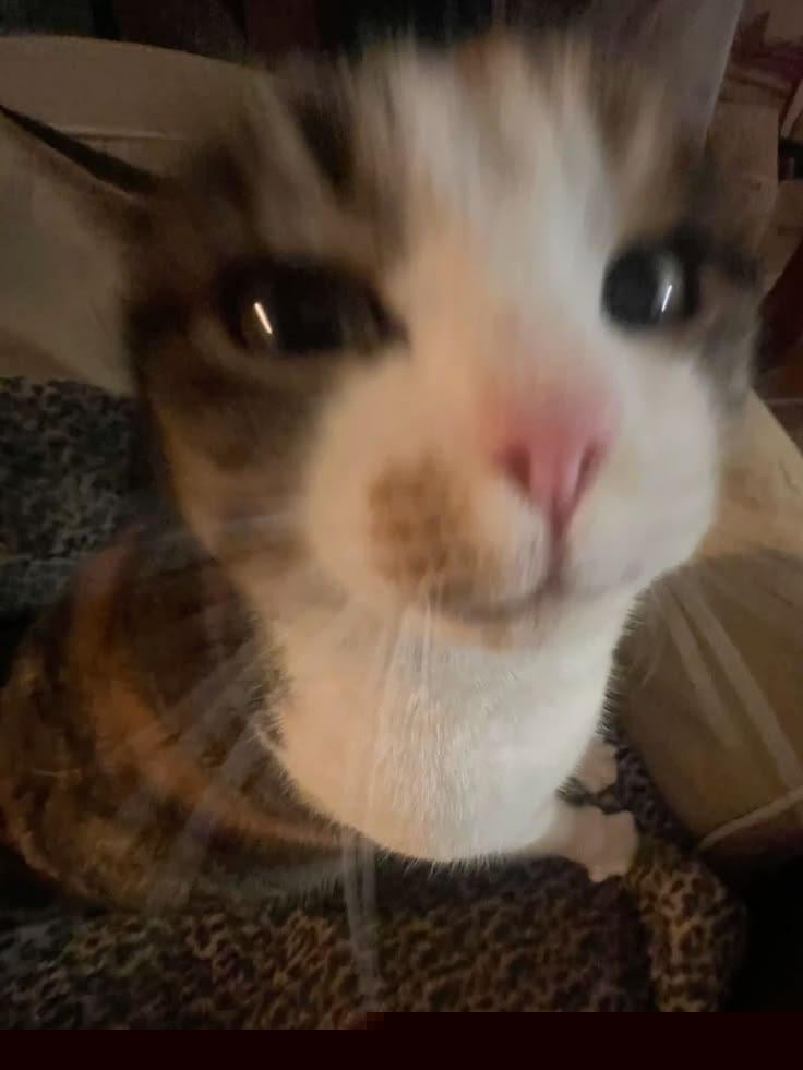 Cats - Saying hey