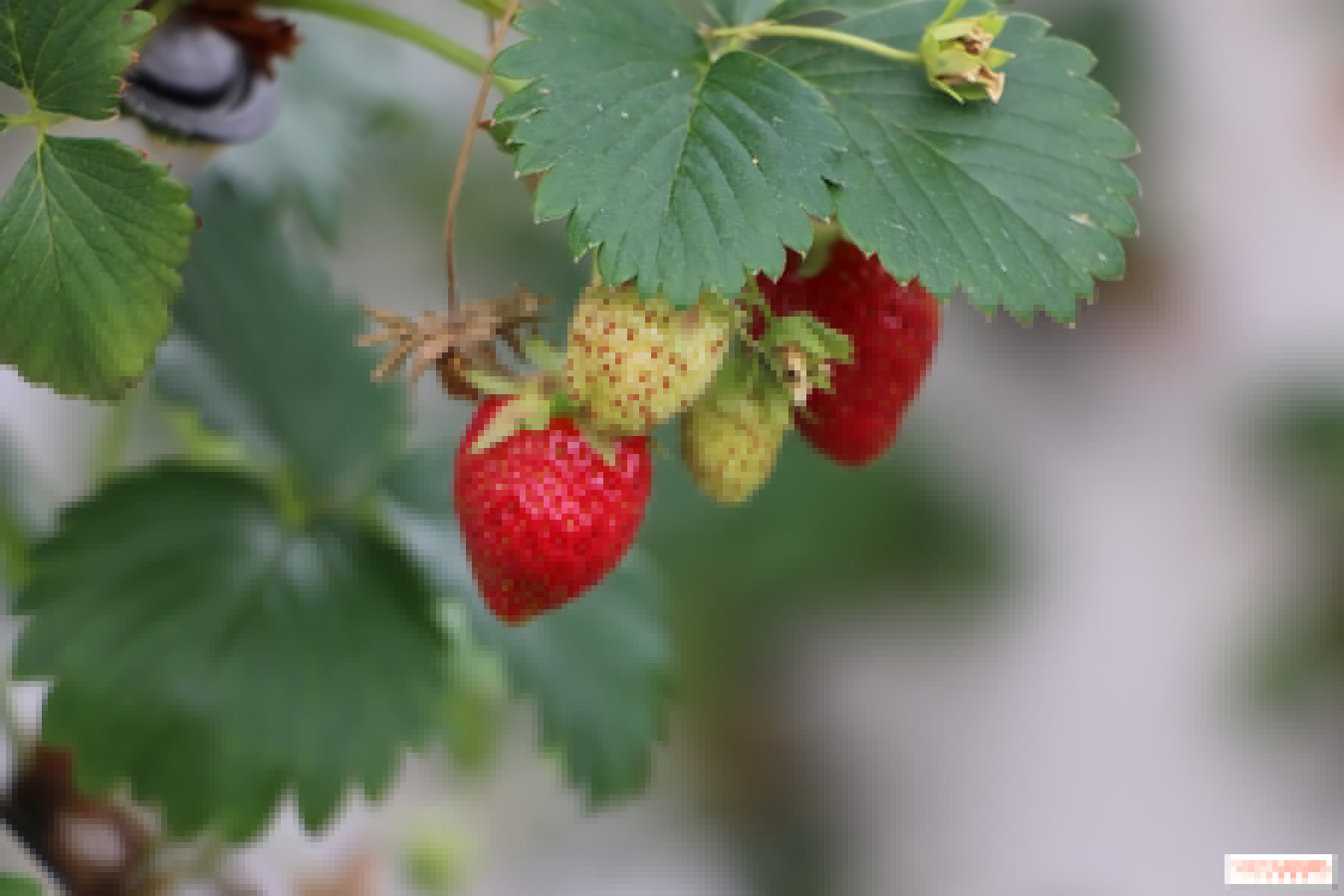Quels fruits, légumes et herbes récolter dans les cueillettes d'Île-de-France, ce printemps ?