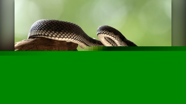 10 Tiny Animals That Can Kill Much Larger Predators