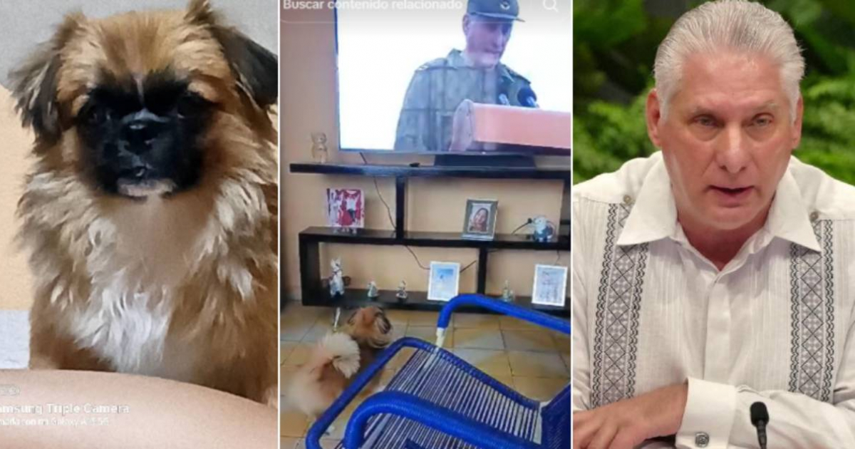 Dog in Cuba Barks at Miguel Díaz-Canel on Television, Takes TikTok by Storm