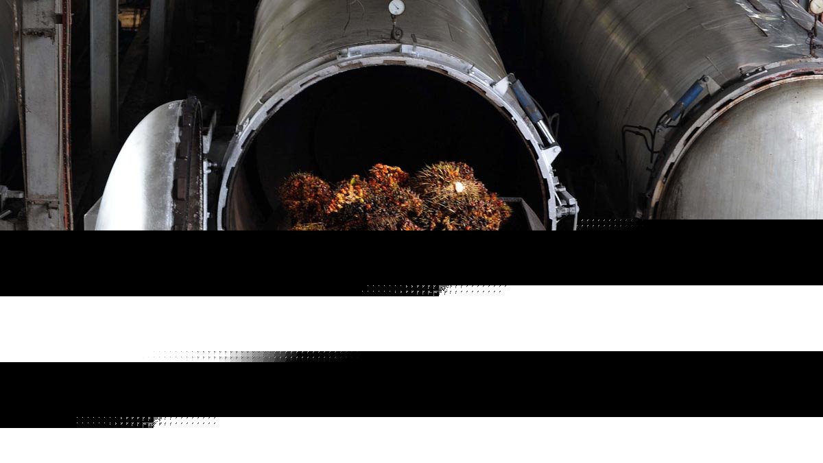 Malaysian Palm Oil Futures Extend Losses as Rising Output Weighs on Market